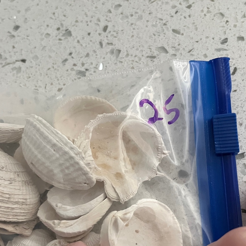 Beautiful Assorted Seashells Collection from Florida #25 - Picture 2 of 8